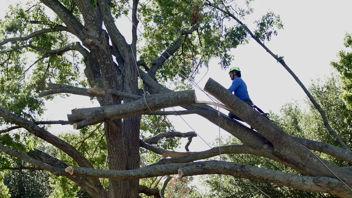 Professional Crown Thinning performed by certified arborists in Eccles